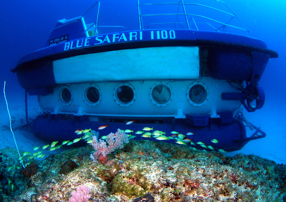 Blue Safari 1100 Blue Safari 1100