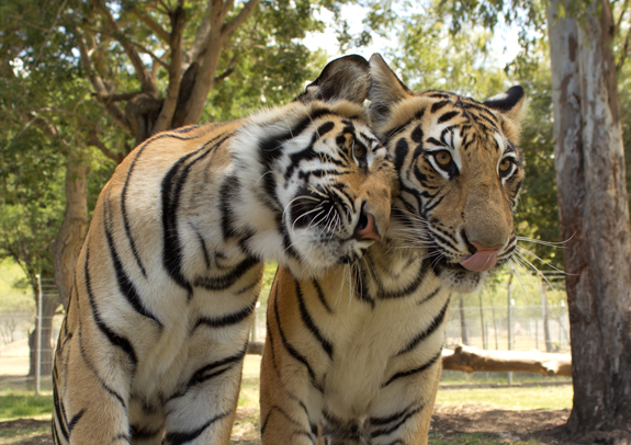 Casela Nature & Leisure Park Casela Nature & Leisure Park