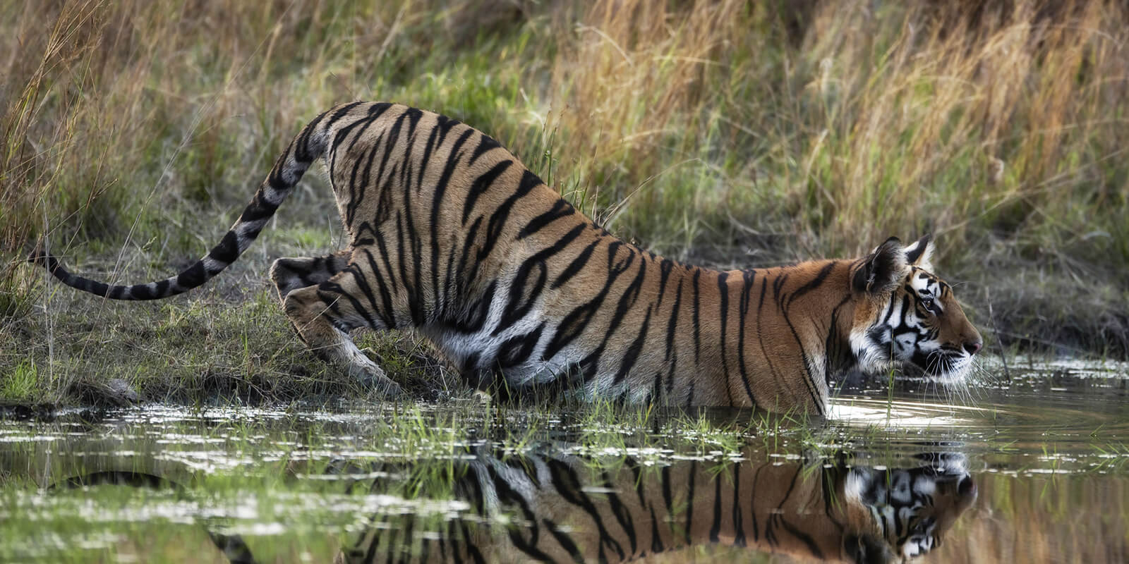 Sacred nature: top wildlife photography tips from Canon ambassadors ...