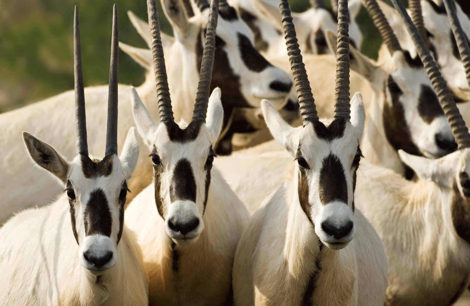 Many wildlife. Аравийский Орикс. Дубай Орикс антилопа. Аравийский, или белый, Орикс (Oryx leucoryx). Аравийский Орикс в ОАЭ.